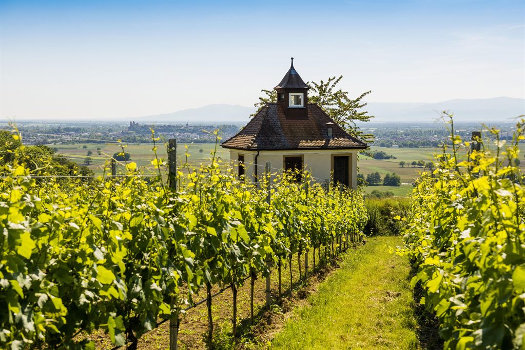 See the Sights of Breisach