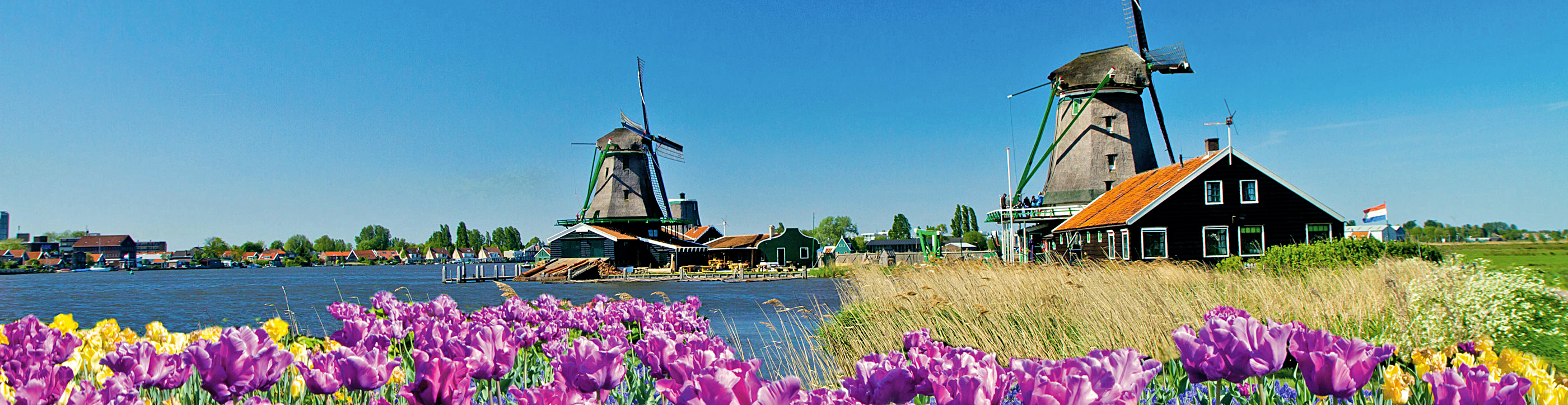 Tulips and Windmills