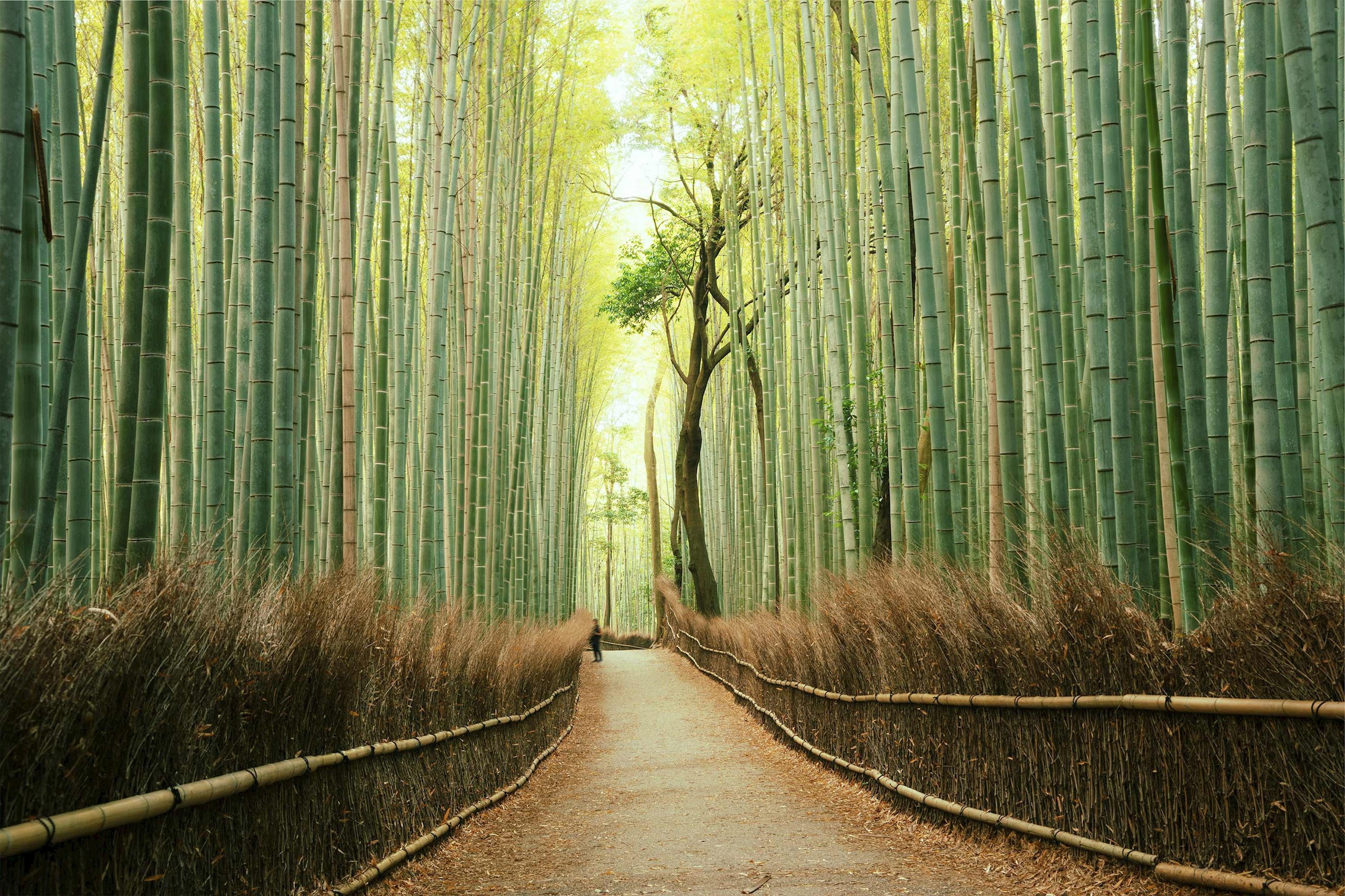 Explore Arashiyama Bamboo Grove 