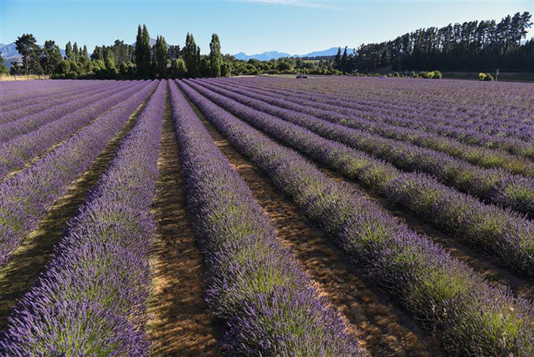 Visit Wānaka Lavender Farm