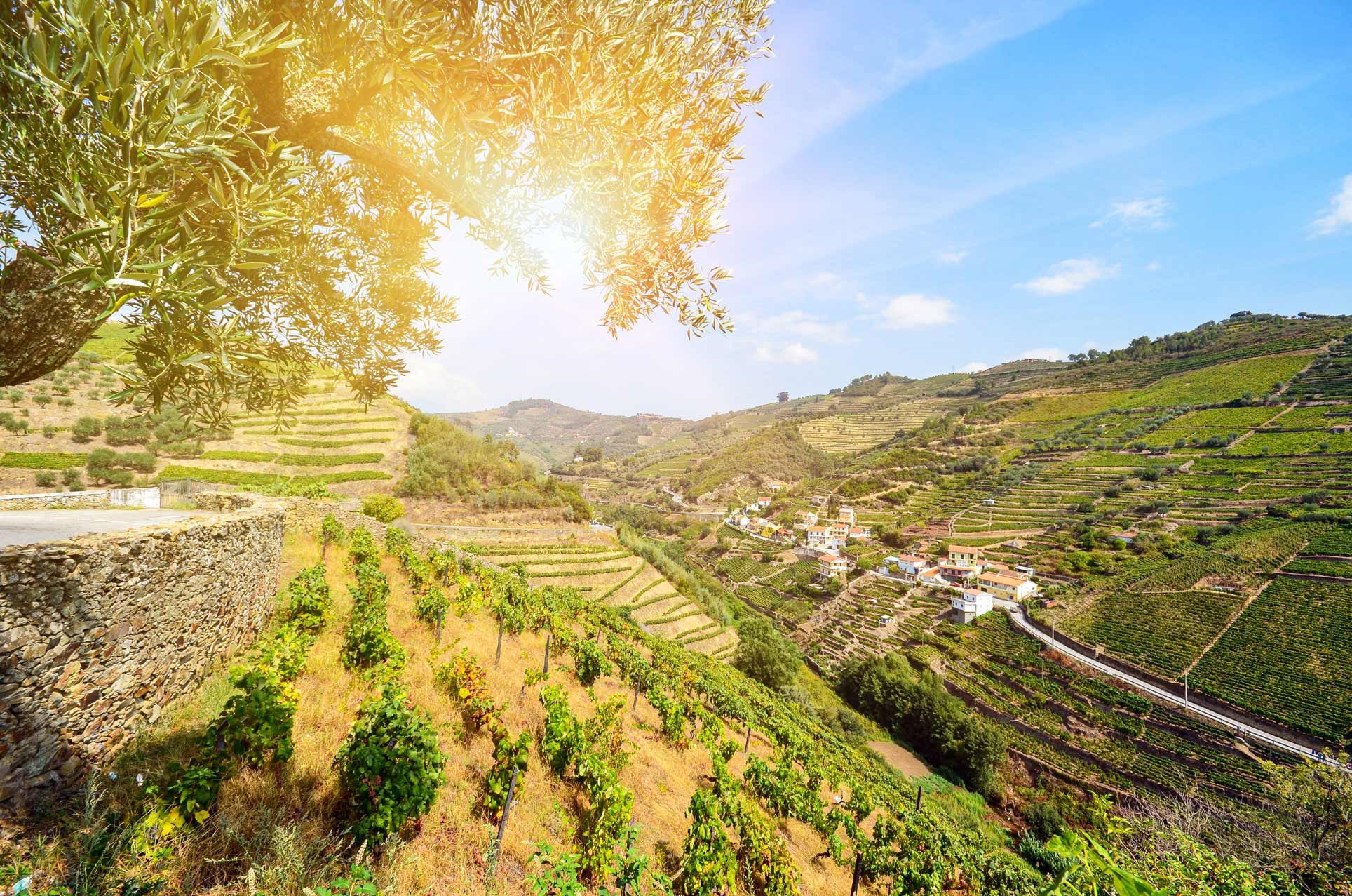 Douro Valley Vineyard Visit with Lunch 