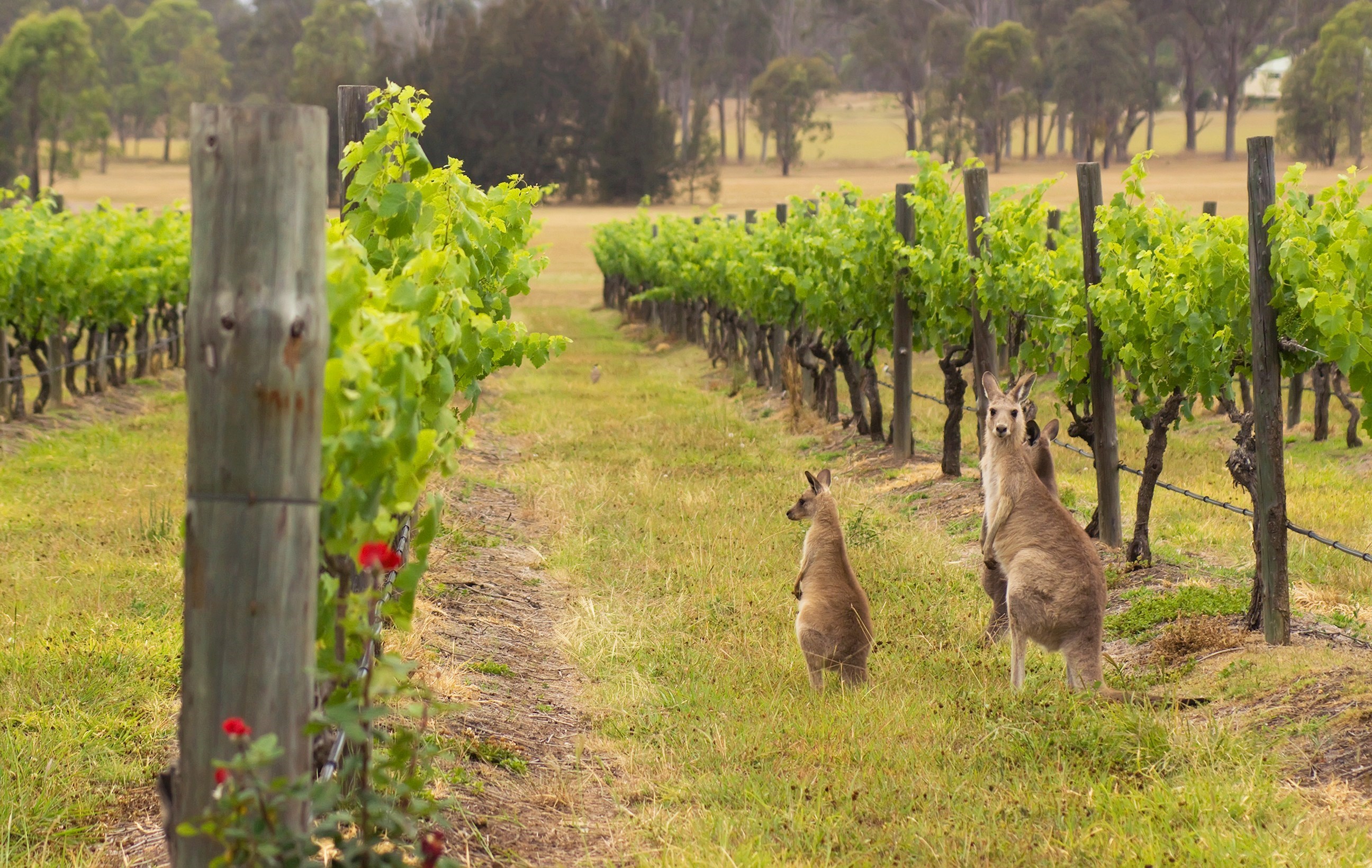 Hunter Valley Wine Tasting with Lunch