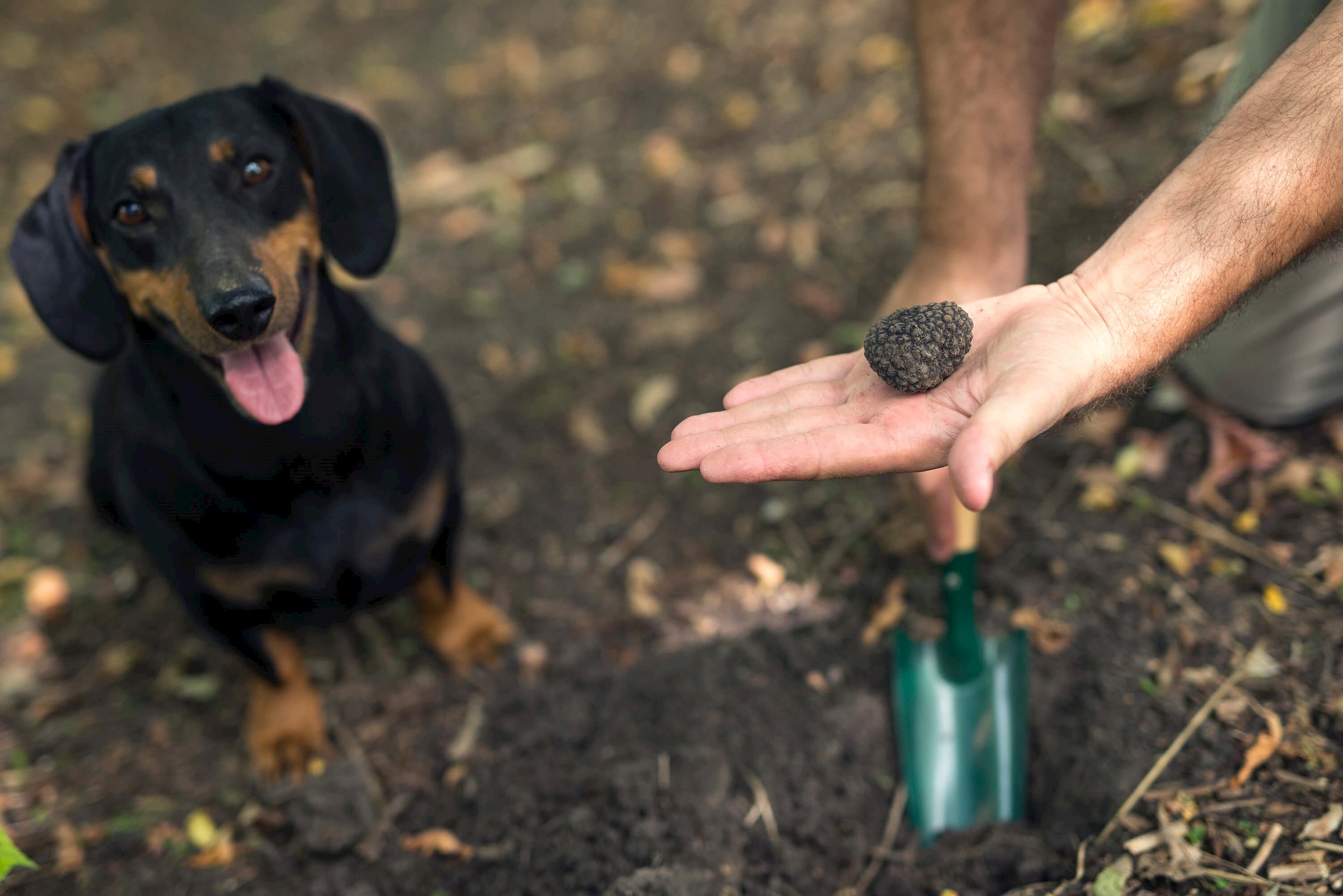 Istria Truffle Hunting