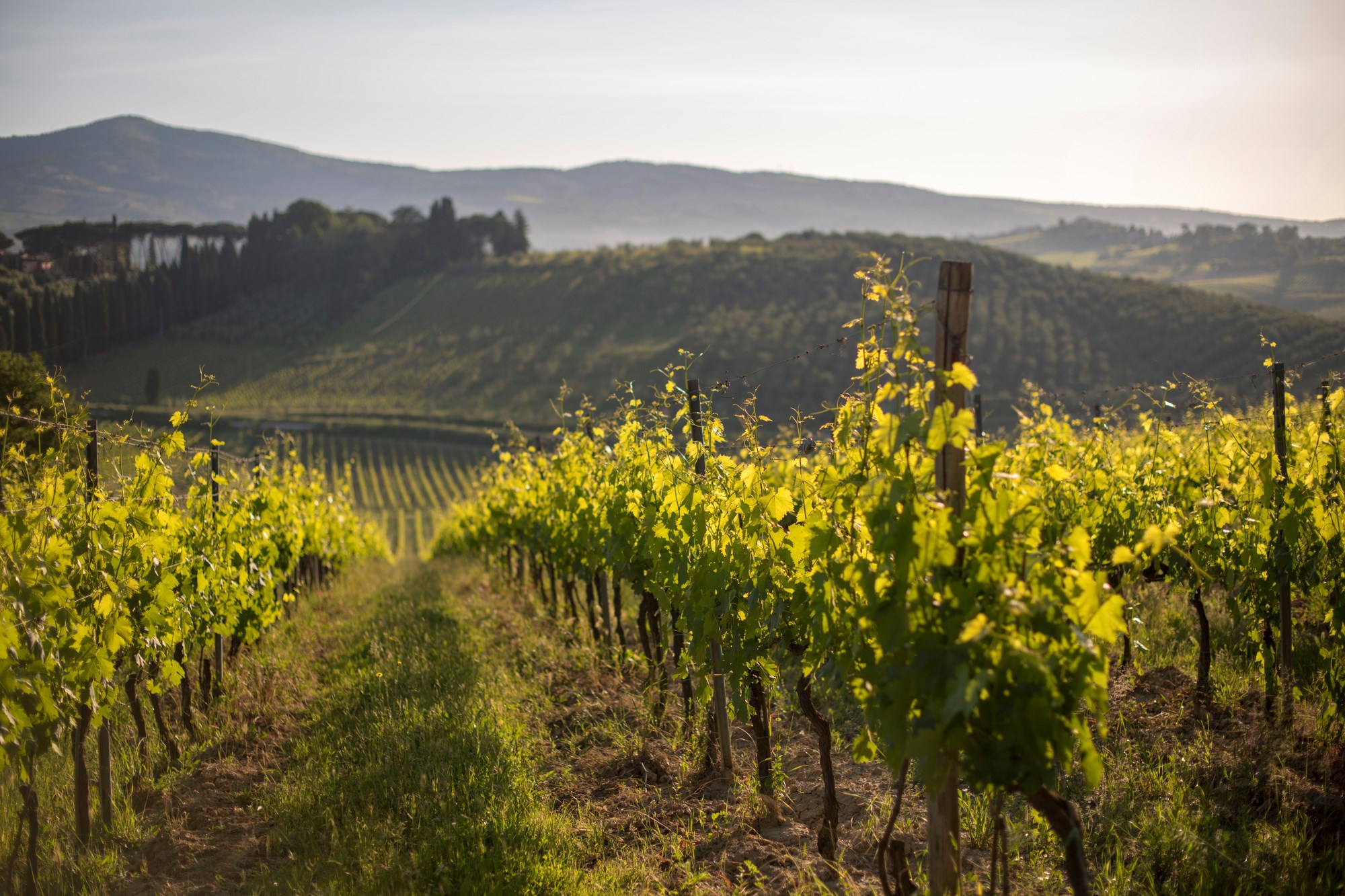 Prosecco Tasting in Conegliano