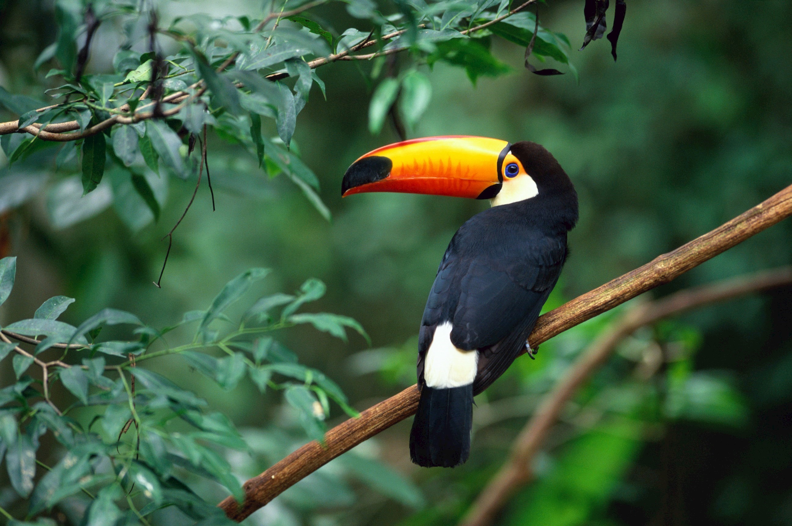 Iguassu Falls Bird Park
