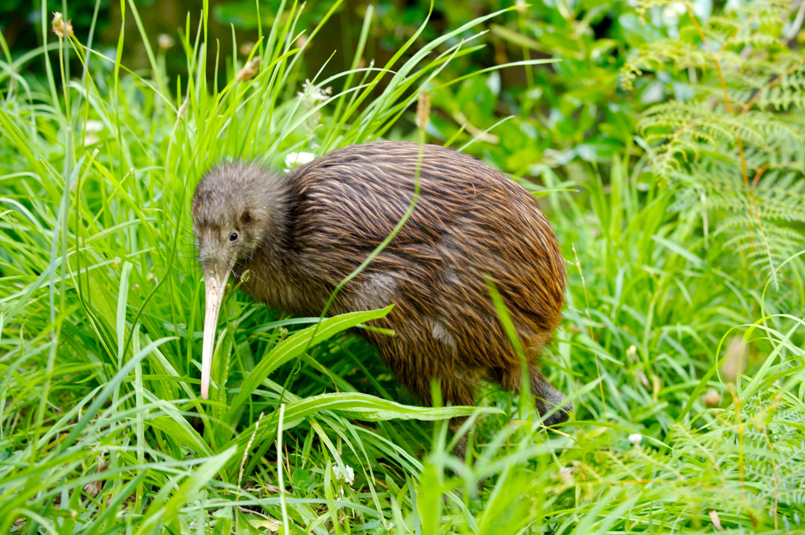 National Kiwi Hatchery Aotearoa Visit