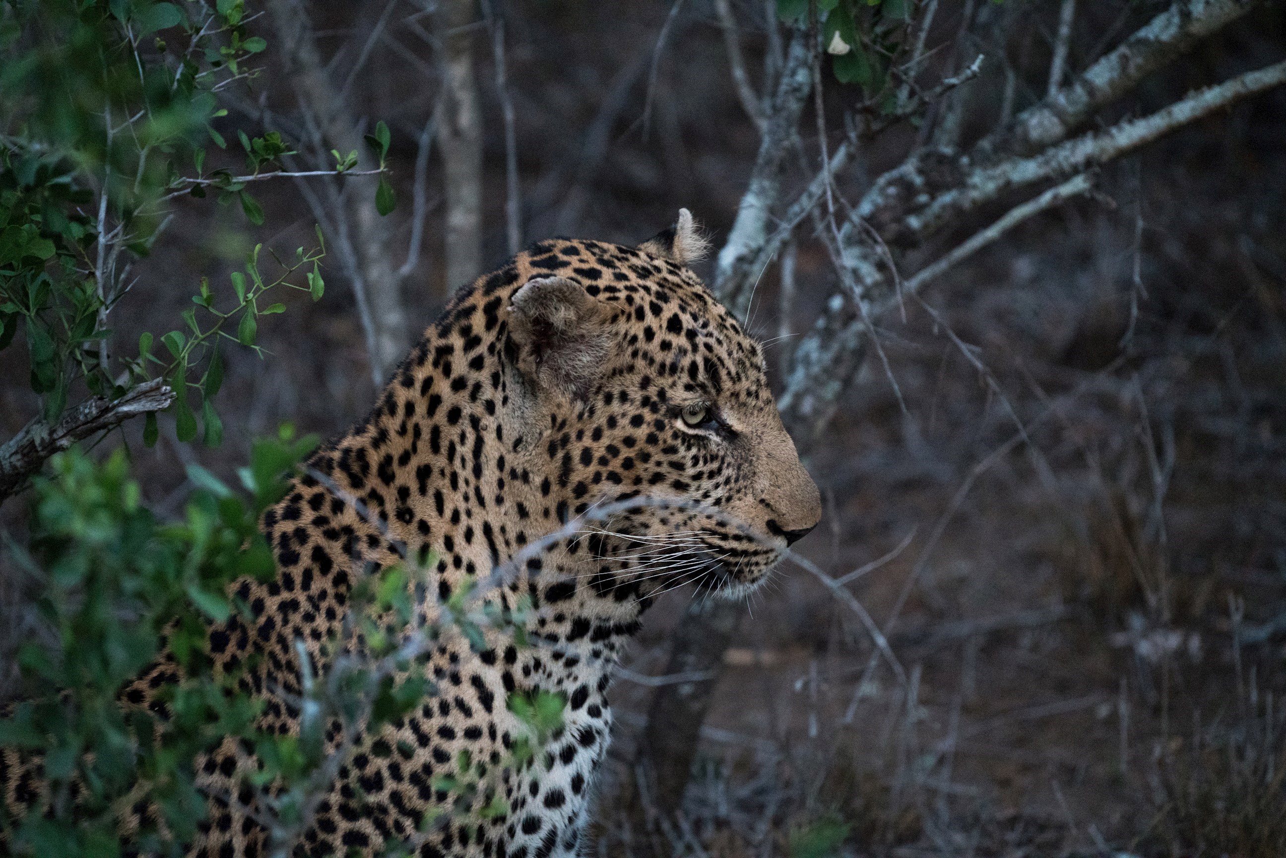 Kruger National Park Three-Day Safari