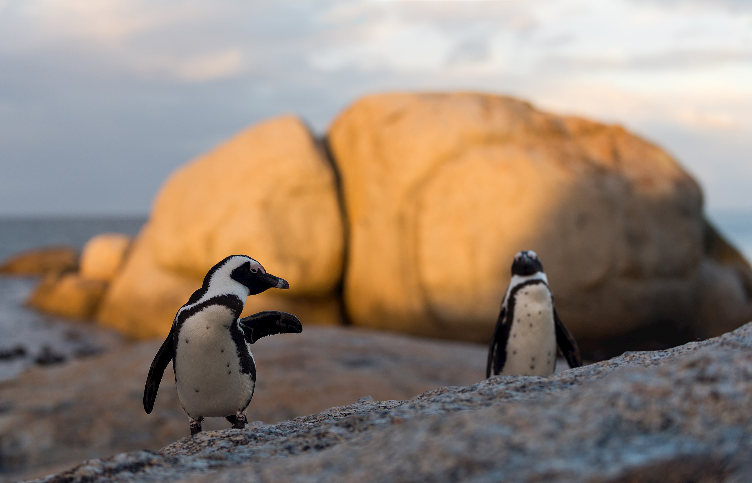 Boulders Beach Visit 