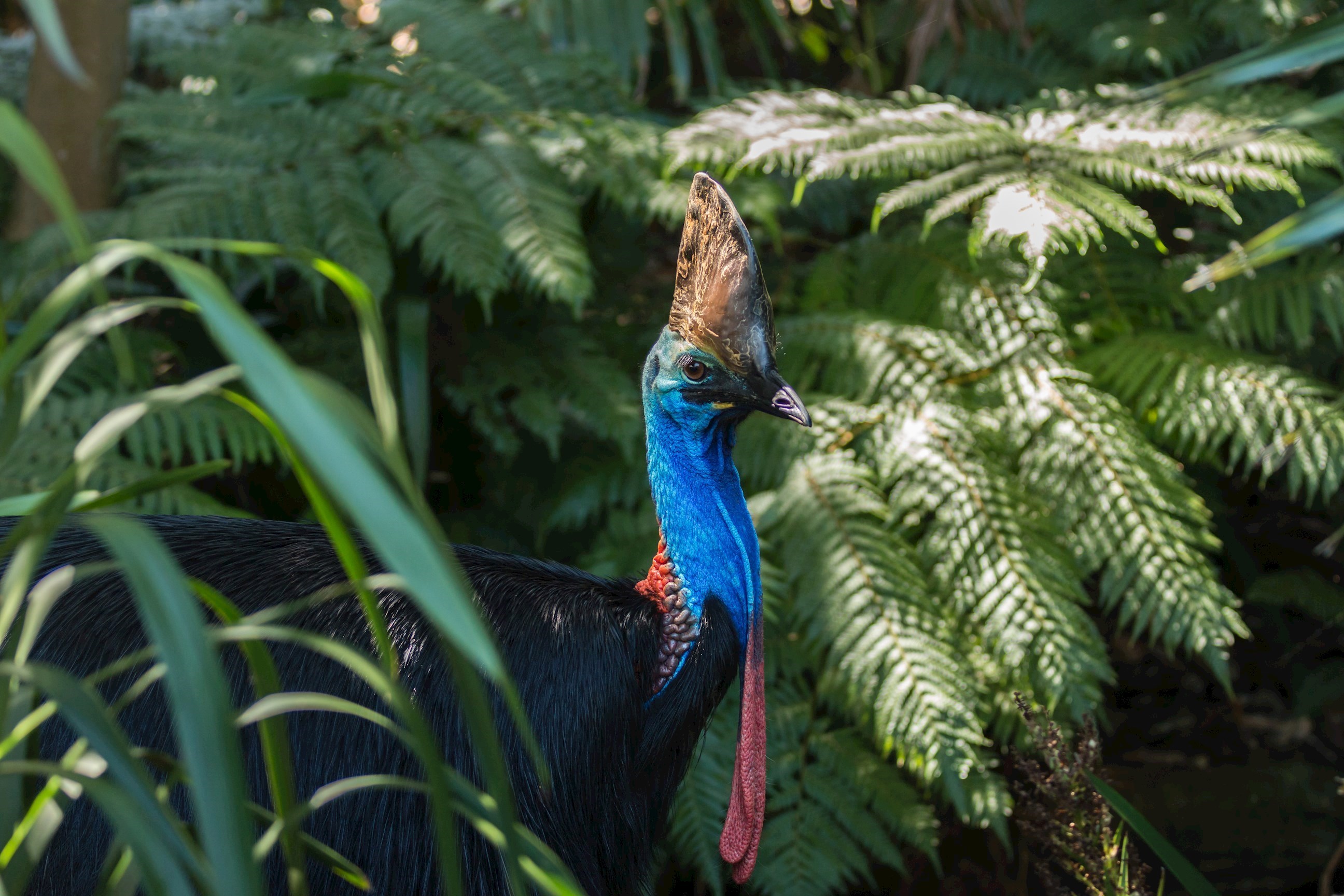 Daintree Rainforest Visit