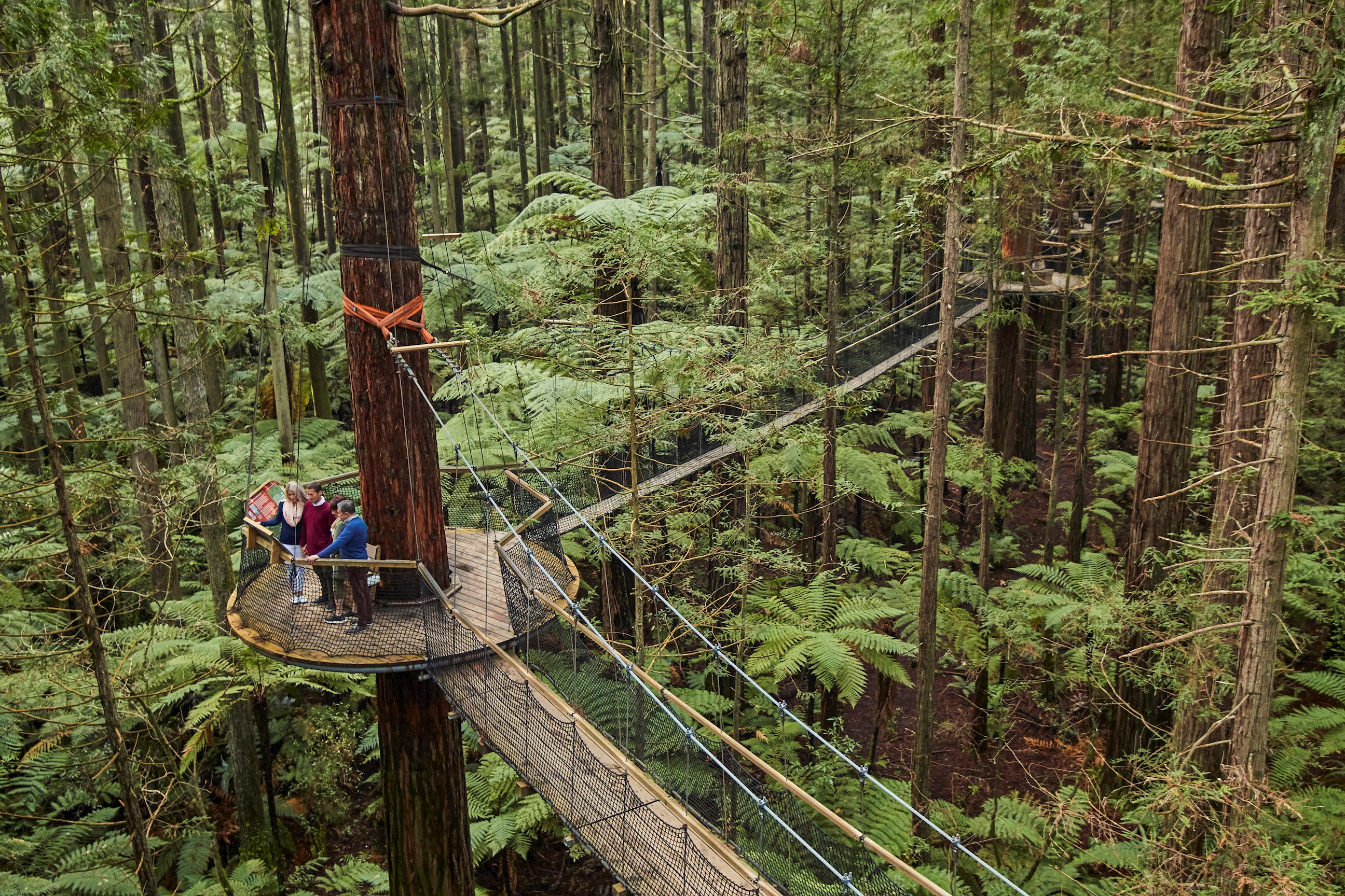 Rotorua Redwoods Treewalk Visit