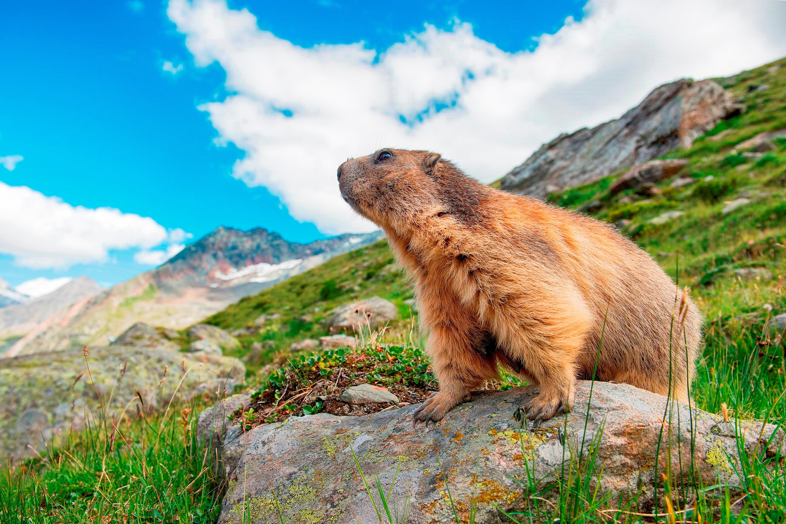 St. Moritz Wildlife Talk