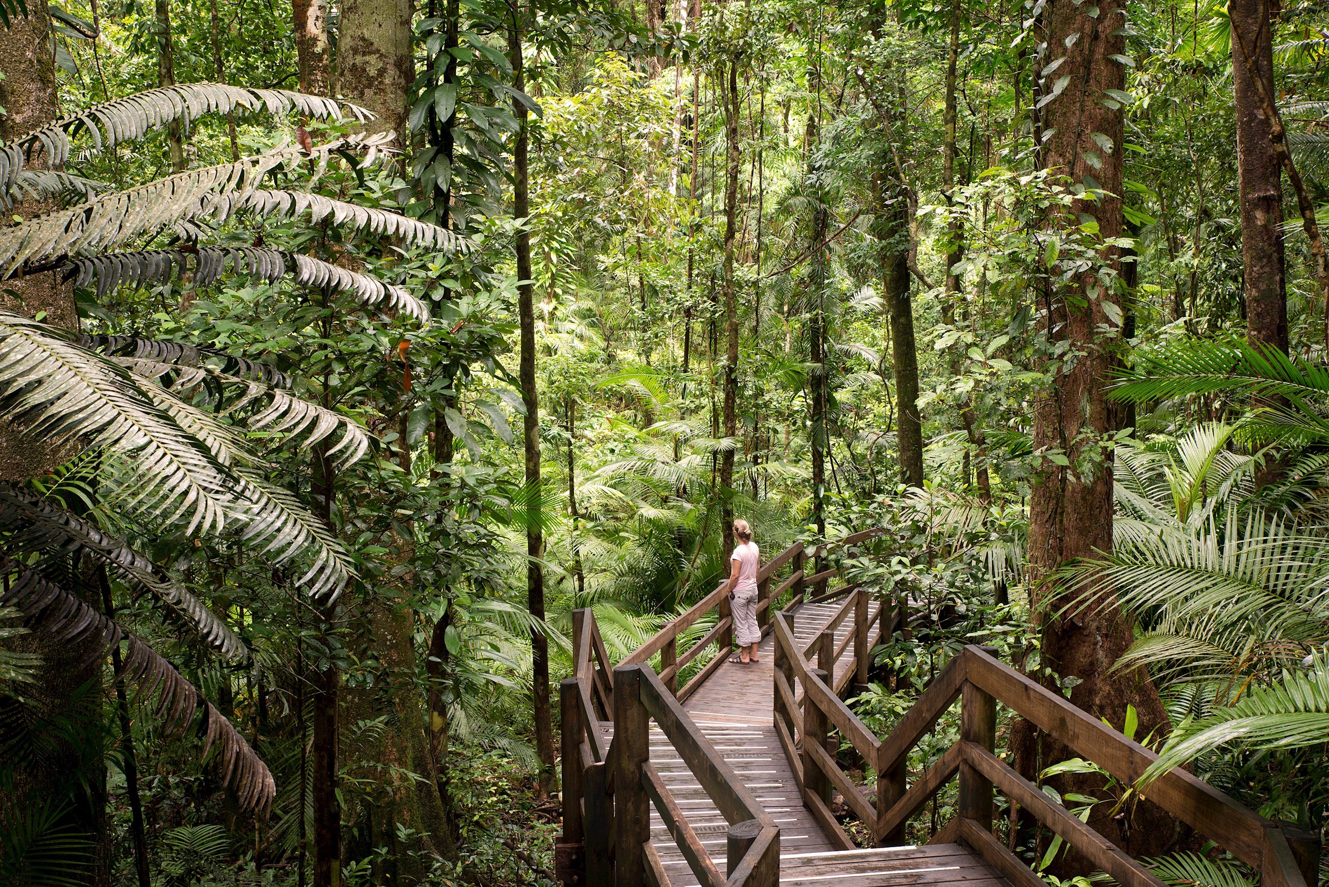 The Ancient Daintree Rainforest and Indigenous Culture