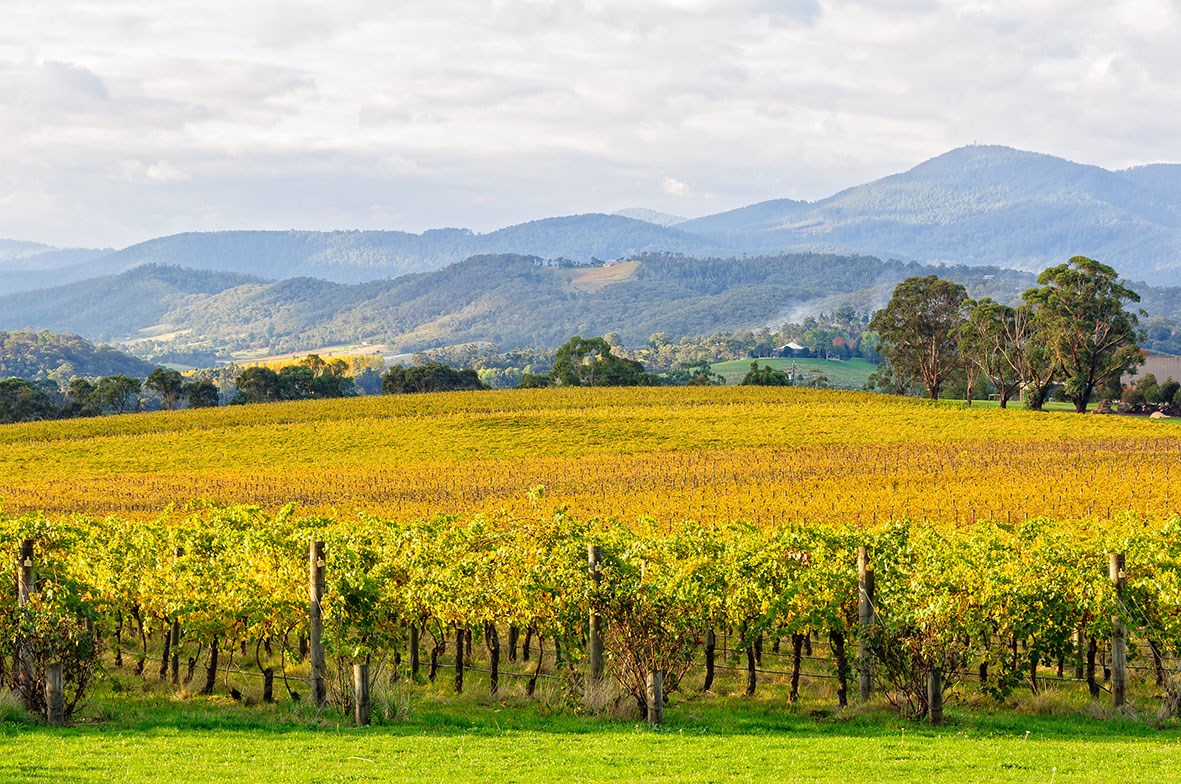 The Yarra Valley