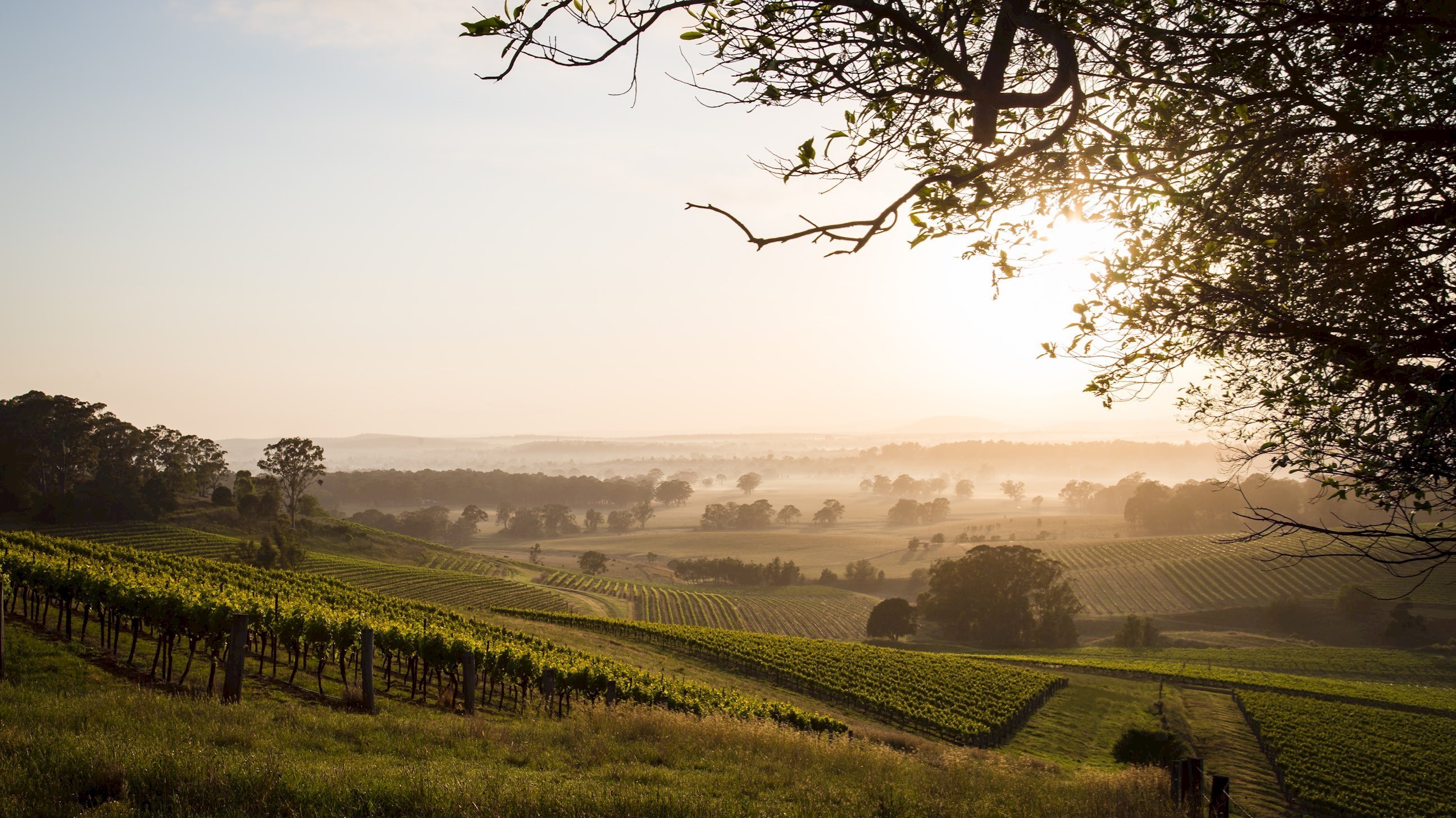 Hunter Valley Wine Region
