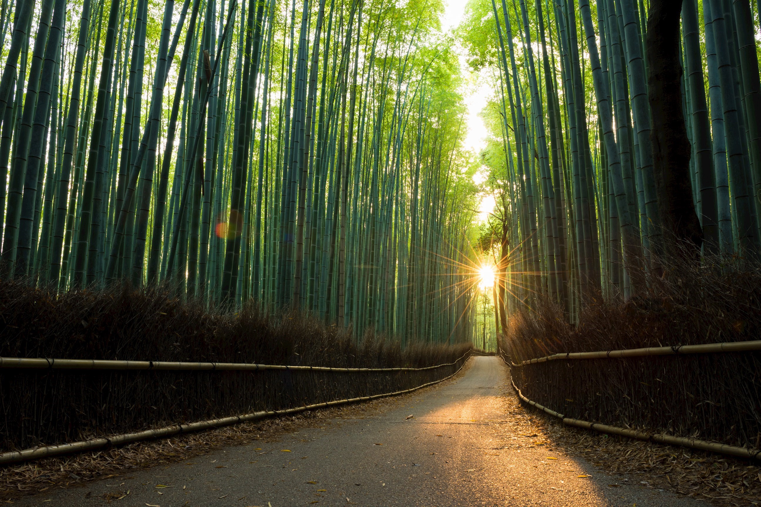 Tranquil Pathways in Kyoto 