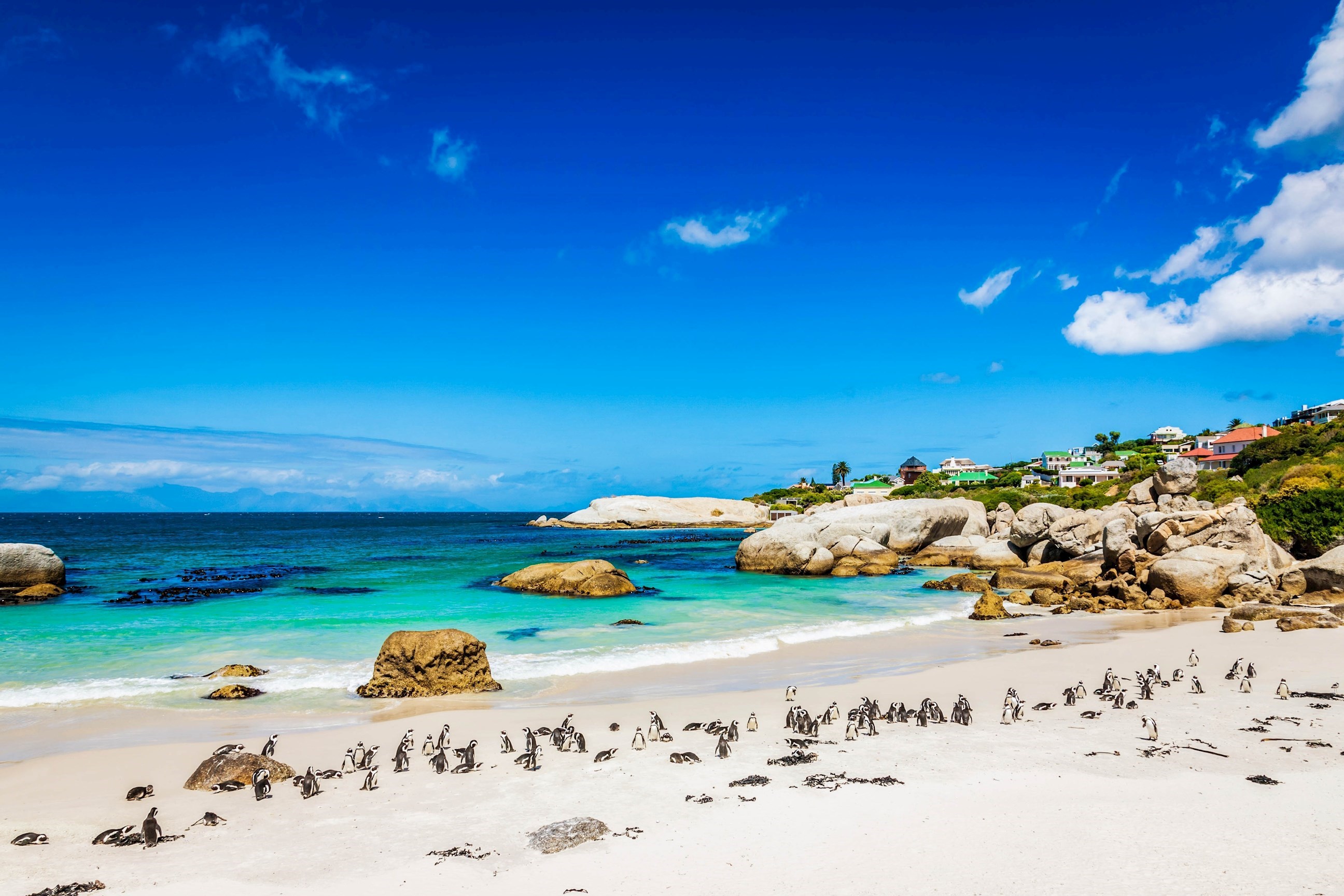Cape Peninsula and Lunch in Kalk Bay