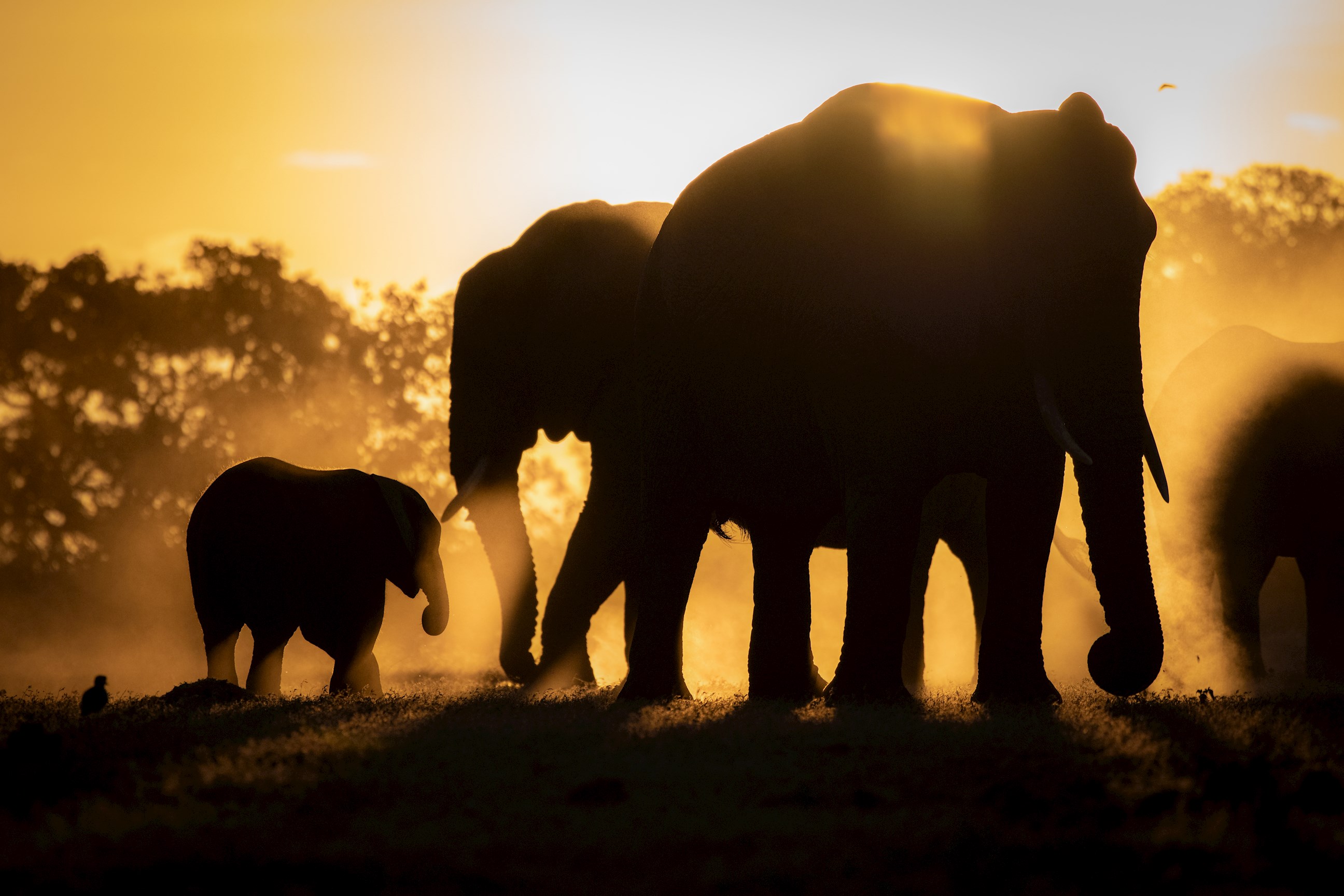 Luxury Safari Experience