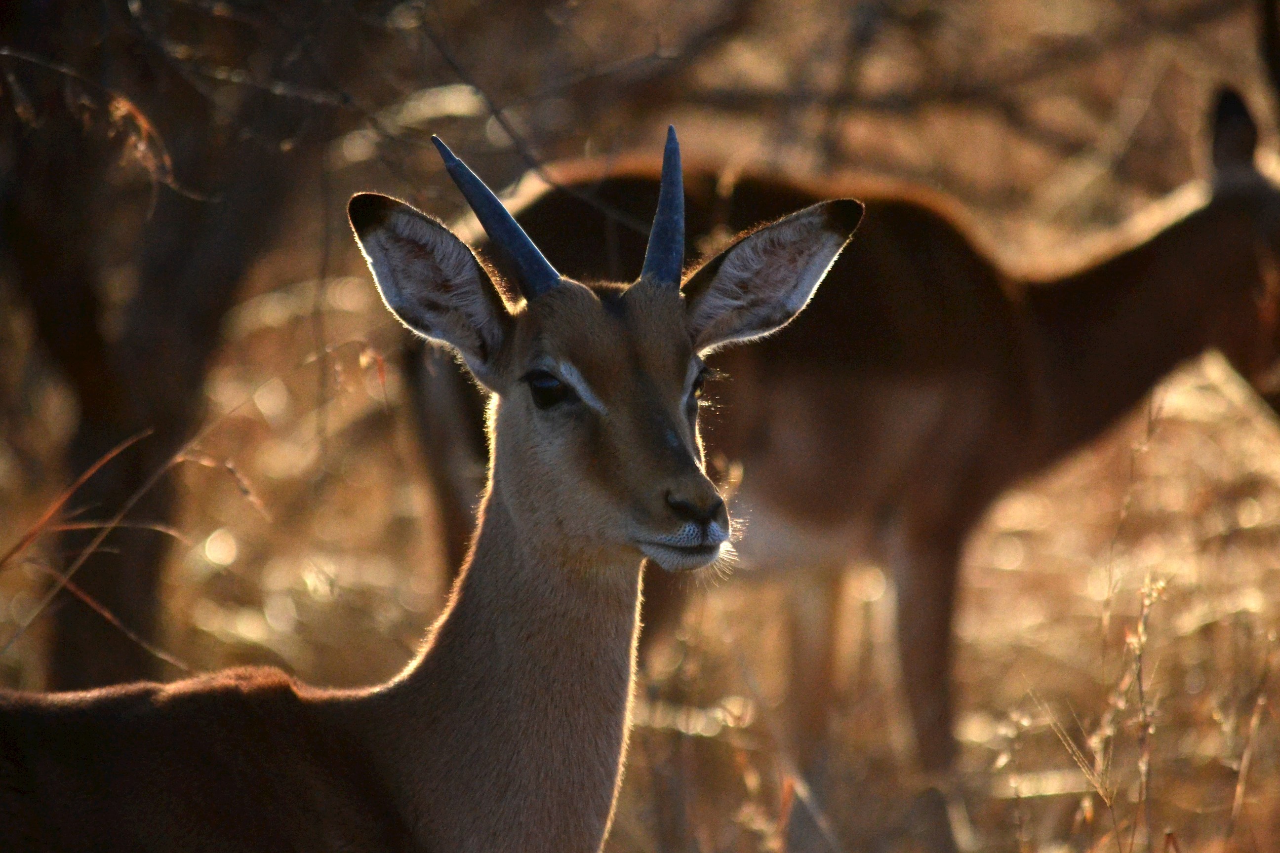 Looking for the Big Five