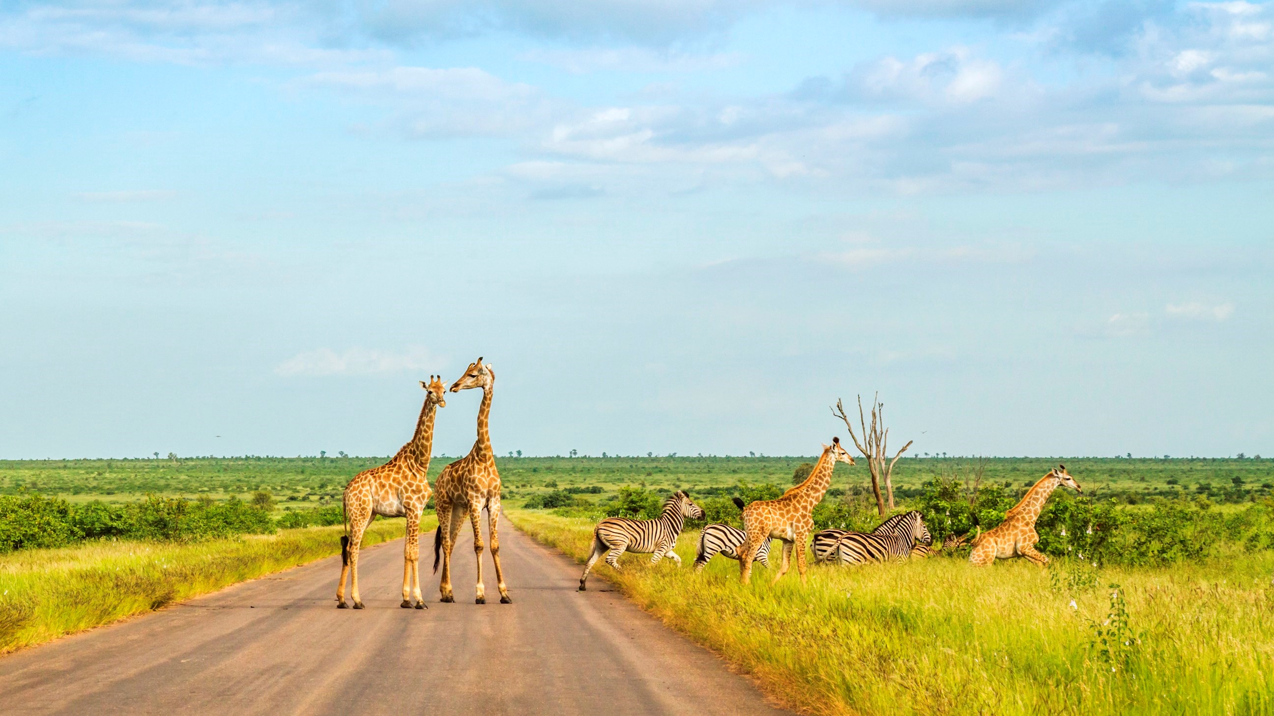 Farewell South Africa