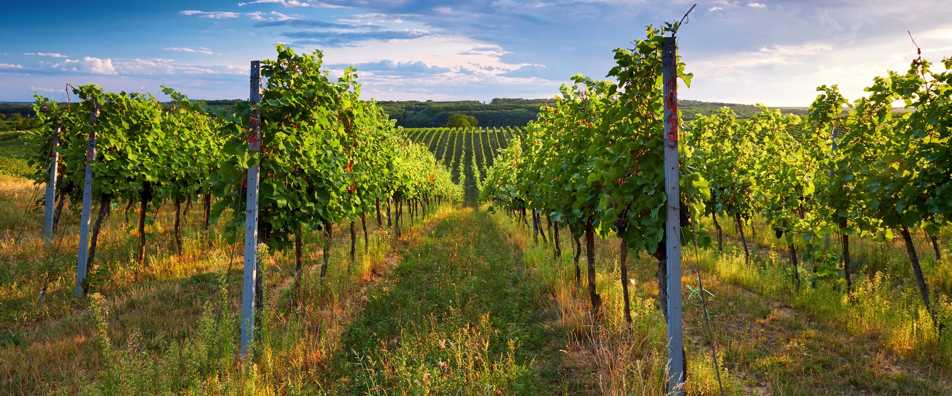 Sip  Savour  and Explore the Vineyards of Bordeaux
