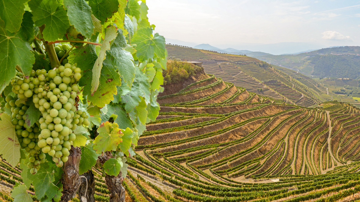 Wine Roads of France & Portugal