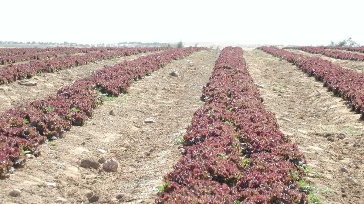 Taking “Farm-to-Table" to the Next Level