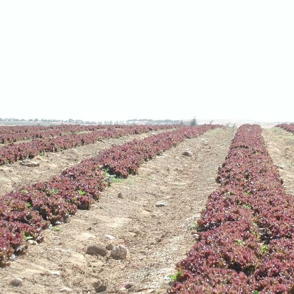 Taking “Farm-to-Table" to the Next Level