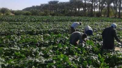 Taking Farm-to-Table to the Next Level