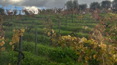 Spending Fall on the Douro