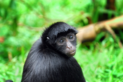 Black Spider Monkey, Peru