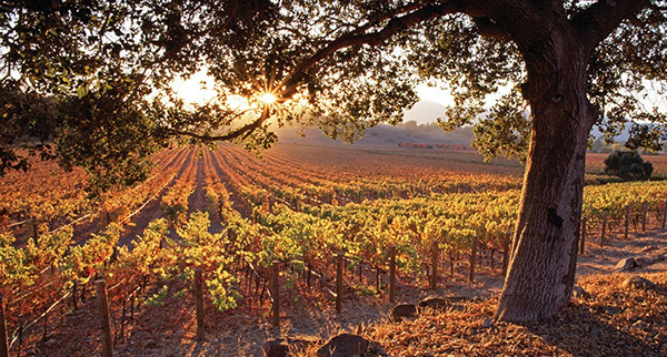 Napa Vally