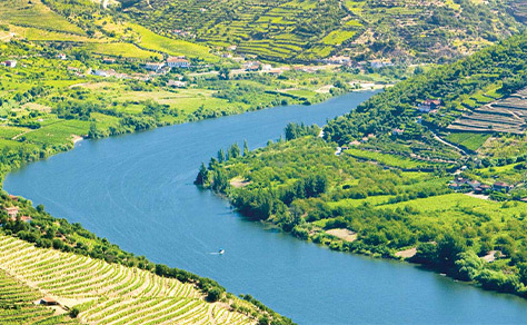 Terraced vineyards of the Douro valley