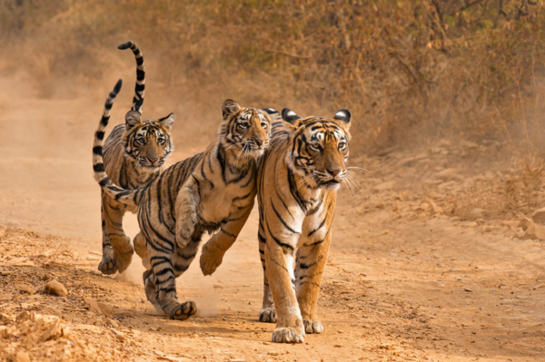 Tigers in Ranthambore, India