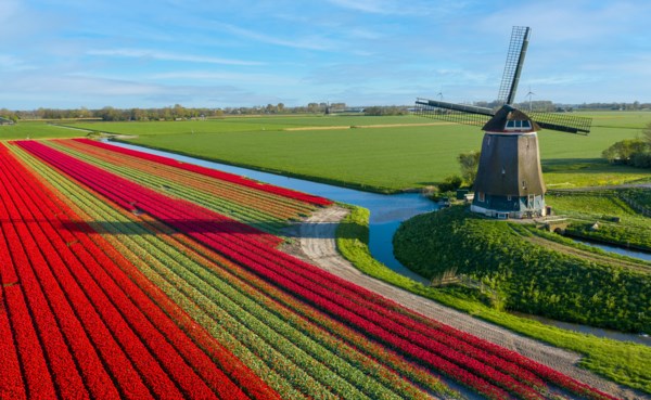 Tulips and a windmill in the Netherlands